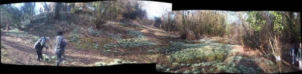 Panorama of snowdrops beneath the observatory, courtesy of Graham Whiting.